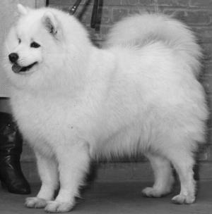 Ch. Snowheron Serena of Sworddale &  Annecy